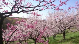 北海道札幌市の平岡公園に梅が咲き誇る写真